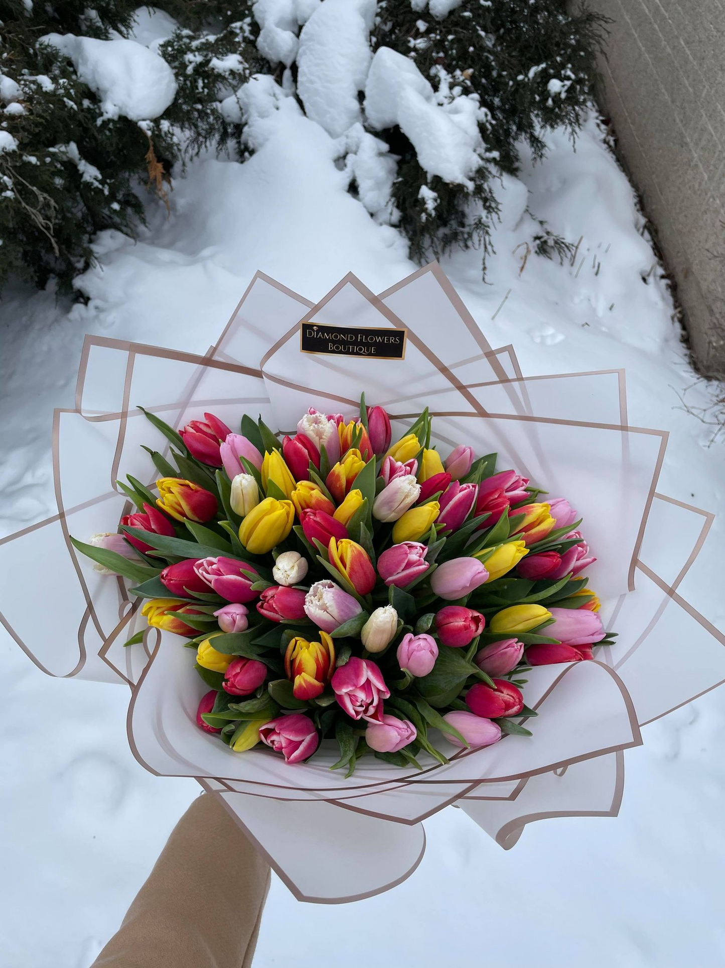65 Rainbow Tulips
