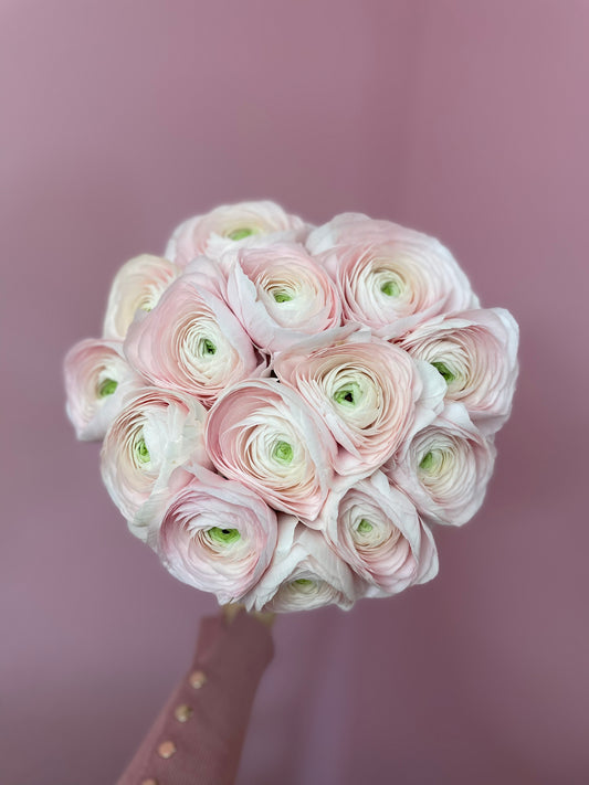 Blush Whisper Ranunculus
